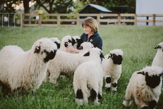 interact with the cutest sheep in the world